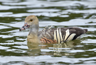 Plumed whistling duck1045.jpg